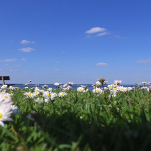 Daisy Sky
