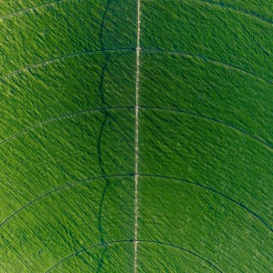 Wheat "crop circle"
