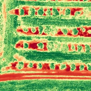 NDVI1