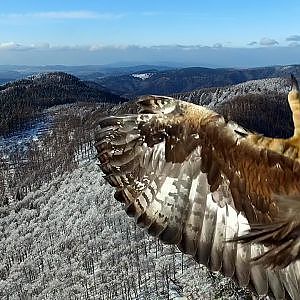 Eagle attack on drone in Kremnicke mountains in Slovakia